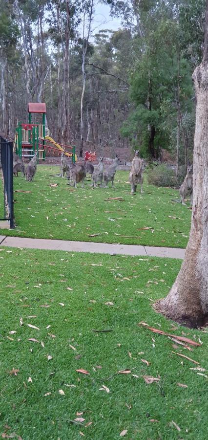 בנדיגו A-Line Holiday Park מראה חיצוני תמונה